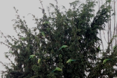 Conures Vertes 1 * 5184 x 3456 * (9.6MB)